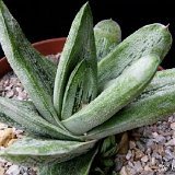 Gasteria 'Little Warty' (cultivar)